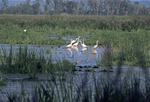 Great egrets in a Wisconsin wetland Great egrets in a Wisconsin wetland