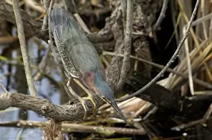 Green heron in the Florida Everglades