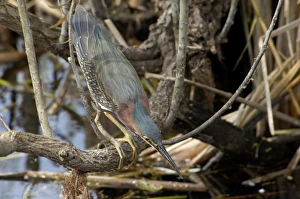 Green heron in the Florida Everglades Green heron in the Florida Everglades