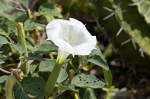 Jimson, or sacred datura, New Mexico Jimson, or sacred datura, New Mexico