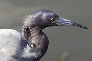 Little blue heron in the Florida Everglades Little blue heron in the Florida Everglades