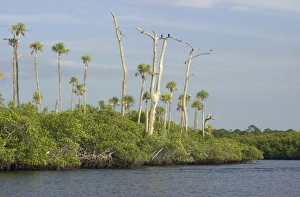 Loxahatchee River, Floridas only wild and scenic river Loxahatchee River, Floridas only wild and scenic river