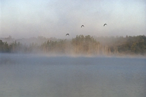 Mallards over the Wolf River, Wisconsin Mallards over the Wolf River, Wisconsin