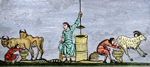 Medieval milking and churning Medieval milking and churning