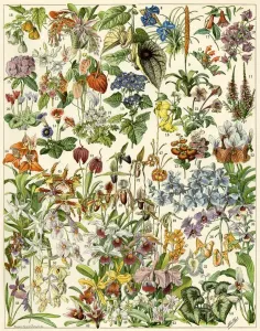 Antique Botanical Prints: Tropical and exotic flowers