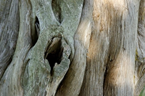 Old tree, Yorktown Battlefield, Virginia Old tree, Yorktown Battlefield, Virginia