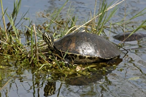 Painted turtle in the Florida Everglades Painted turtle in the Florida Everglades