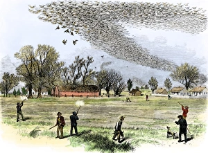 Passenger pigeons filling the skies before they were hunted to extinction Passenger pigeons filling the skies before they were hunted to extinction