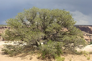 Pinyon tree, Canyon de Chelly, Arizona Pinyon tree, Canyon de Chelly, Arizona