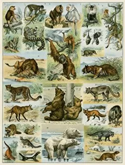 American Marten Wild Animal Nature Art Poster 14'' x 21''
