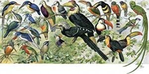 Quetzal, toucan, and other tropical birds Quetzal, toucan, and other tropical birds