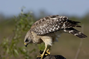 Red-shouldered hawk, Florida Everglades Red-shouldered hawk, Florida Everglades