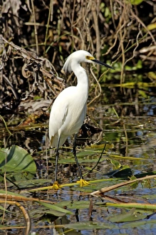 Snowy egret in the Florida Everglades Snowy egret in the Florida Everglades