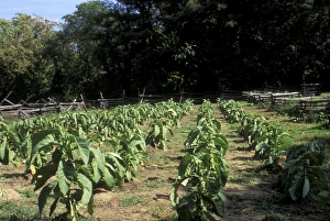 Tobacco grown in Colonial Williamsburg Tobacco grown in Colonial Williamsburg