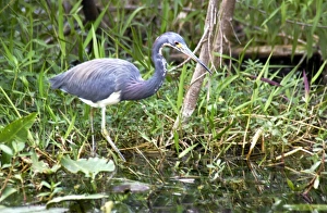 Tricolored heron (Louisiana heron) in the Florida Everglades Tricolored heron (Louisiana heron) in the Florida Everglades