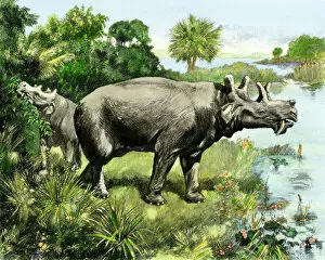 Natural History Gallery: Uintathere, an extinct rhinocerus of North America