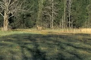 White-tailed deer in Alabama