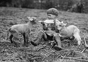 Straw Gallery: Boy feeding lambs on Crosss Farm