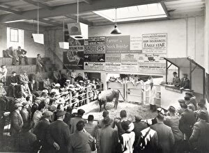 Images Dated 20th January 2012: Chichester Cattle Market, c1962