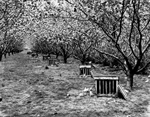 Chicks, in blossom at Graffham, May 1939 Chicks, in blossom at Graffham, May 1939