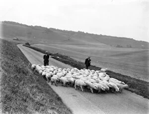 Sheep Collection: Findon Fair, view of the long furlong near Findon, 14 September 1935