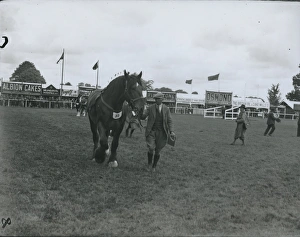A horse at the Sussex County Show at Chichester june 1933 A horse at the Sussex County Show at Chichester june 1933