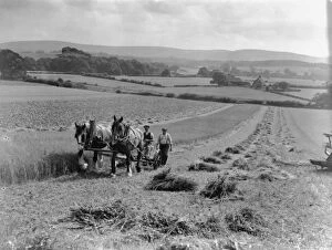 Shire Gallery: Linseed mowing at Strood, West Sussex, August 1933