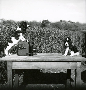'Oh come on Archie - Smile!' - 16 April 1948 'Oh come on Archie - Smile!' - 16 April 1948
