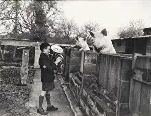 Pigs at Mare Hill Farm, December 1953