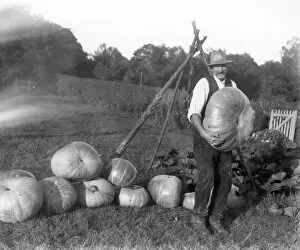 Nostalgic Gallery: A pile of large pumpkins with grower