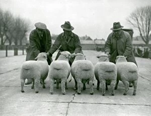 Country Collection: Southdown Sheep Show showing the rear view of five sheep