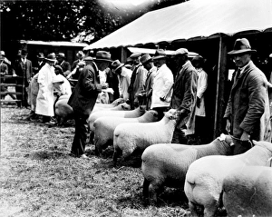 Sussex County Show at Horsham, 20 June 1928 Sussex County Show at Horsham, 20 June 1928