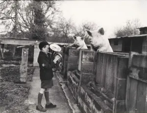 West Sussex Prints: Print of a nine-year-old boy playing euphonium to pigs at Mare Hill Farm
