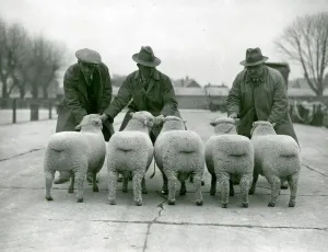 Prints of Southdown Sheep Show showing the rear view of five sheep George Garland Collection West Sussex Record Office Ref No: Garland N12303 West Sussex Prints: Southdown Sheep Print, rear view of five sheep