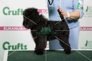 <b class=qtipBold><figcaption>2018 Best of Breed Affenpinscher</figcaption></b><br>2018 Best of Breed Affenpinscher AM CH DONNYBROOK'S JACK TAMARIN<br><em>© The Kennel Club </em> 2018 Best of Breed Affenpinscher