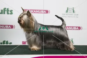 2018 Best of Breed Australian Silky Terrier 2018 Best of Breed Australian Silky Terrier