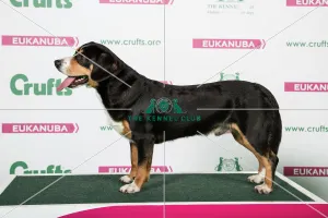 2018 Best of breed AV Imported Register Working 2018 Best of breed AV Imported Register Working