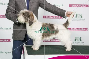 2018 Best of Breed Basset Griffon Vendeen (Petit) 2018 Best of Breed Basset Griffon Vendeen (Petit)