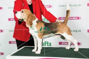 <b class=qtipBold><figcaption>2018 Best of Breed Beagle</figcaption></b><br>2018 Best of Breed Beagle INT/DK/DECH OB-LA-DIS THE WARLOCK RADAGAST<br><em>© The Kennel Club </em> 2018 Best of Breed Beagle