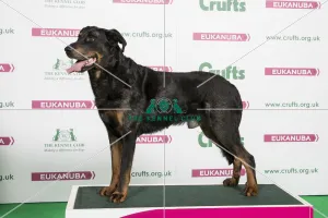 <b class=qtipBold><figcaption>2018 Best of Breed Beauceron</figcaption></b><br>2018 Best of Breed Beauceron Bel/Lux/Swi Ch Multi Ch Hector Bleu Du Serment Des Brumes<br><em>© The Kennel Club </em> 2018 Best of Breed Beauceron