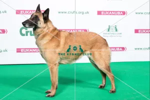 2018 Best of Breed Belgian Shepherd Dog (Malinois) 2018 Best of Breed Belgian Shepherd Dog (Malinois)