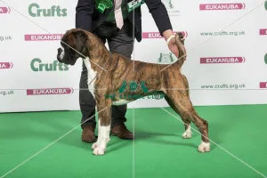 <b class=qtipBold><figcaption>2018 Best of Breed Boxer</figcaption></b><br>2018 Best of Breed Boxer CH LANFRESE OCOLARDO<br><em>© The Kennel Club </em> 2018 Best of Breed Boxer