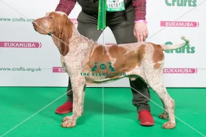 <b class=qtipBold><figcaption>2018 Best of breed BRACCO ITALIANO</figcaption></b><br>2018 Best of Breed Bracco Italiano Intch/Nuch/Dkuch Inspiration Il Vino Fantastico<br><em>© The Kennel Club </em> 2018 Best of breed BRACCO ITALIANO
