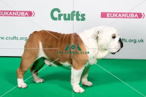 <b class=qtipBold><figcaption>2018 Best of Breed Bulldog</figcaption></b><br>2018 Best of Breed Bulldog CH SEALAVILLE HES TYLER<br><em>© The Kennel Club </em> 2018 Best of Breed Bulldog