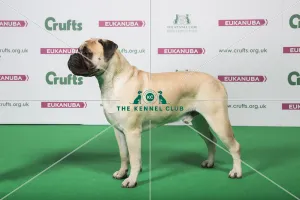 2018 Best of Breed Bullmastiff 2018 Best of Breed Bullmastiff