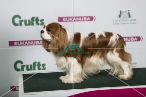 2018 Best of Breed Cavalier King Charles Spaniel 2018 Best of Breed Cavalier King Charles Spaniel