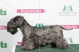 <b class=qtipBold><figcaption>2018 Best of Breed Cesky Terrier</figcaption></b><br>2018 Best of Breed Cesky Terrier AM GCH/CAN CH ZLATAPRAHA PANDORA AT DORNICK<br><em>© The Kennel Club </em> 2018 Best of Breed Cesky Terrier