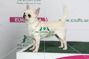 2018 Best of Breed Chihuahua (Smooth Coat) 2018 Best of Breed Chihuahua (Smooth Coat)
