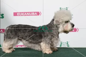 2018 Best of Breed Dandie Dinmont Terrier 2018 Best of Breed Dandie Dinmont Terrier