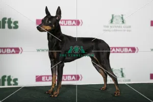 2018 Best of Breed English Toy Terrier (Black and Tan) 2018 Best of Breed English Toy Terrier (Black and Tan)